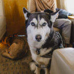 BARK Air Launches In Flight Luxury Grooming Service with PRIDE GROOM