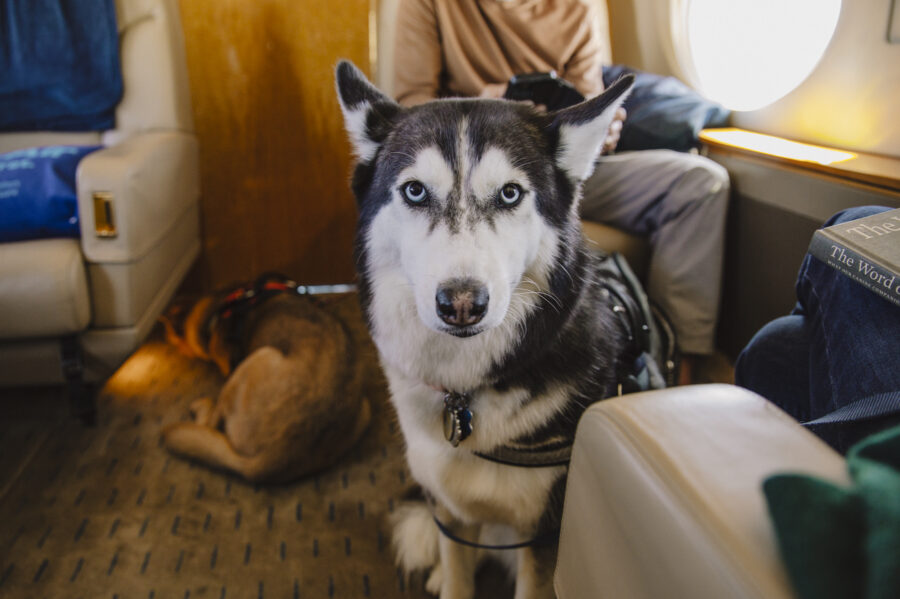 BARK Air Launches In Flight Luxury Grooming Service with PRIDE GROOM