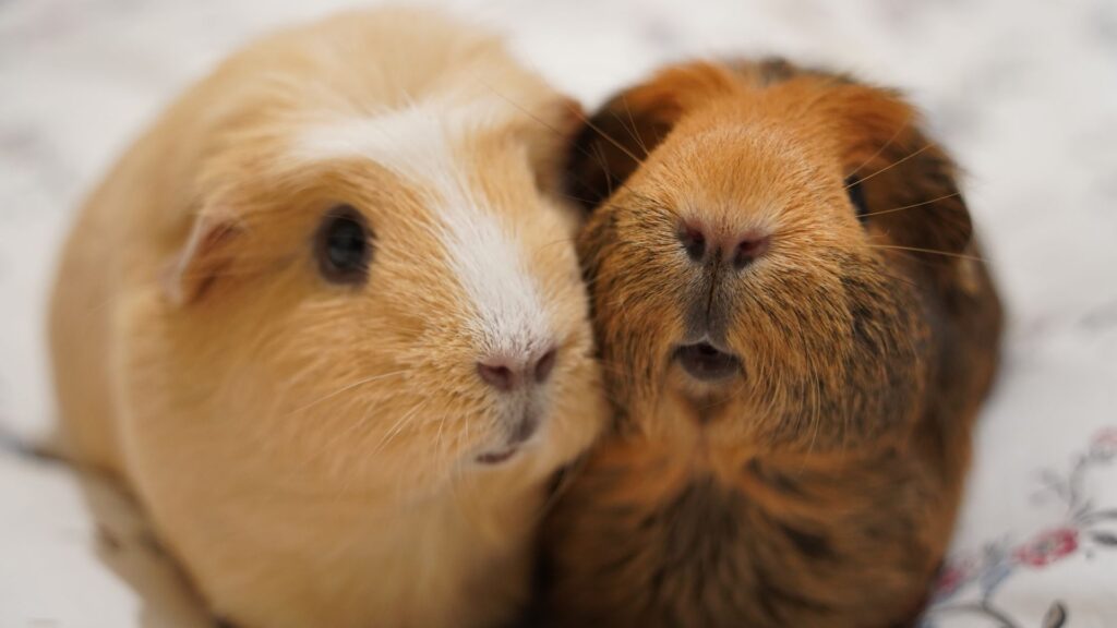 20 fun facts about guinea pigs