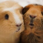 20 fun facts about guinea pigs