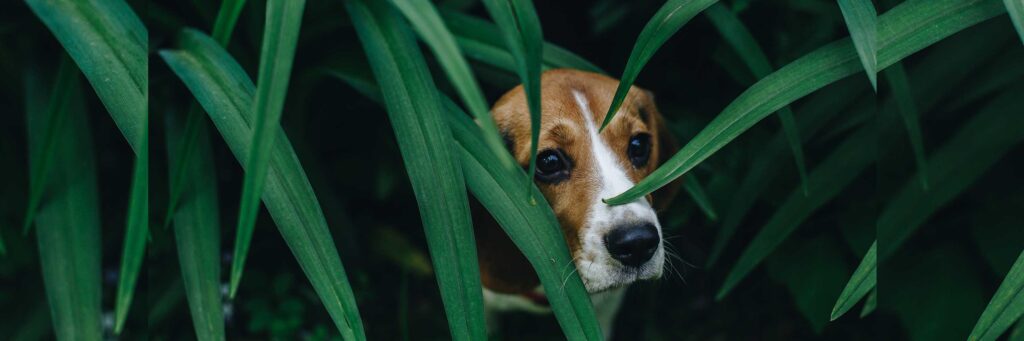 Learn How to Calm Your Pet During Fireworks Season
