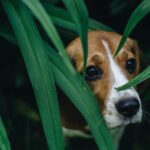 Learn How to Calm Your Pet During Fireworks Season