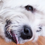 Emergency and Critical Care of the Veterinary Patient with Acute Brain Inflammation