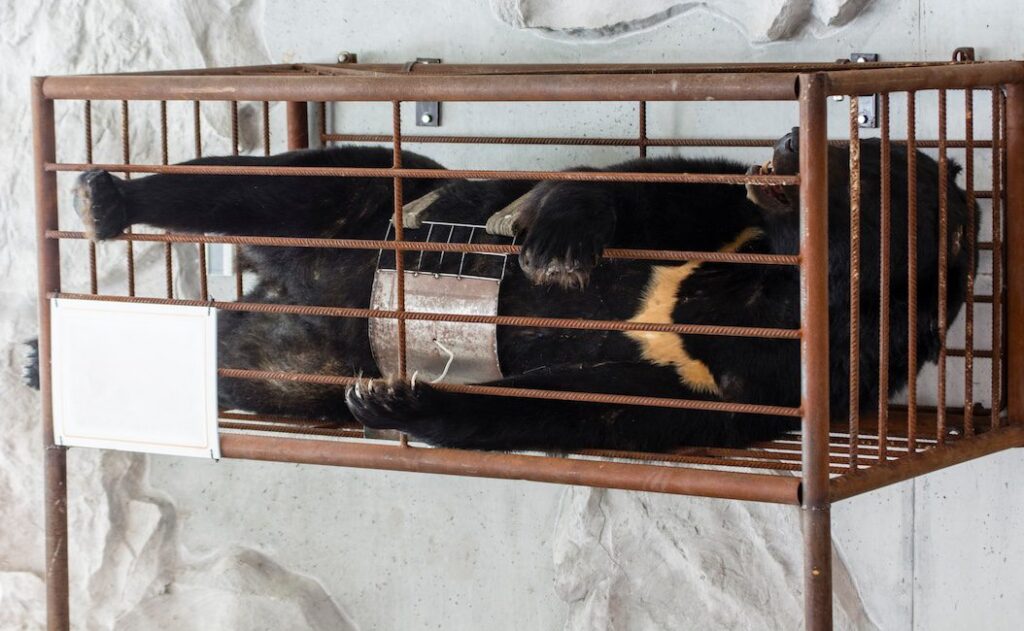 House Reintroduces Bipartisan Bear Poaching Elimination Act to Crack Down on Wildlife Trafficking and Stop Cruelty to Bears
