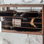House Reintroduces Bipartisan Bear Poaching Elimination Act to Crack Down on Wildlife Trafficking and Stop Cruelty to Bears