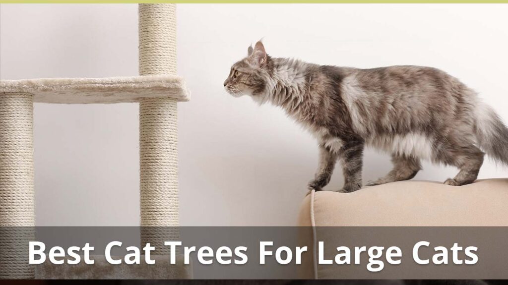 The Best Large Cat Trees For Bigger Cats – With Reviews and Ratings