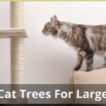 The Best Large Cat Trees For Bigger Cats – With Reviews and Ratings