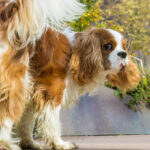 Dog UTIs: Causes, Symptoms, Treatments & Prevention