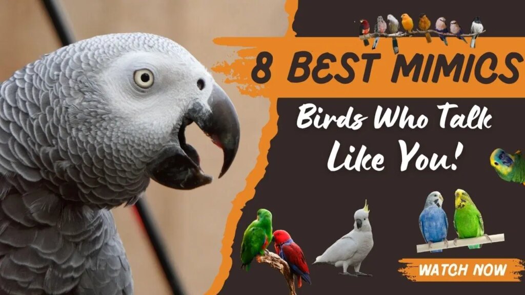 8 Birds That Can Mimic Human Speech Almost Perfectly!