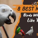 8 Birds That Can Mimic Human Speech Almost Perfectly!