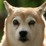 Training a Blind Dog