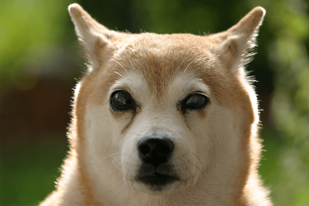 Training a Blind Dog