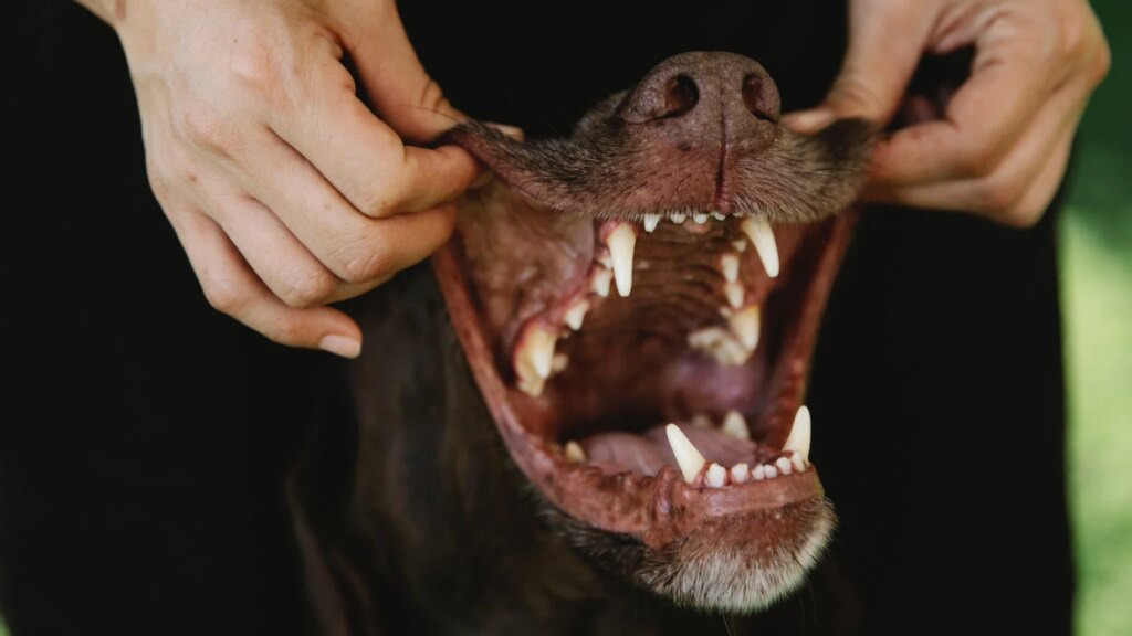How to Get Rid of Dog’s Bad Breath