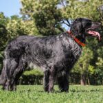Blue Picardy Spaniel
