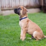 What Are The First Things You Should Teach a Puppy?