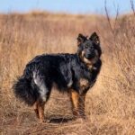 Bohemian Shepherd