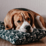 Is Your Dog Bored? Here’s What to Do About it
