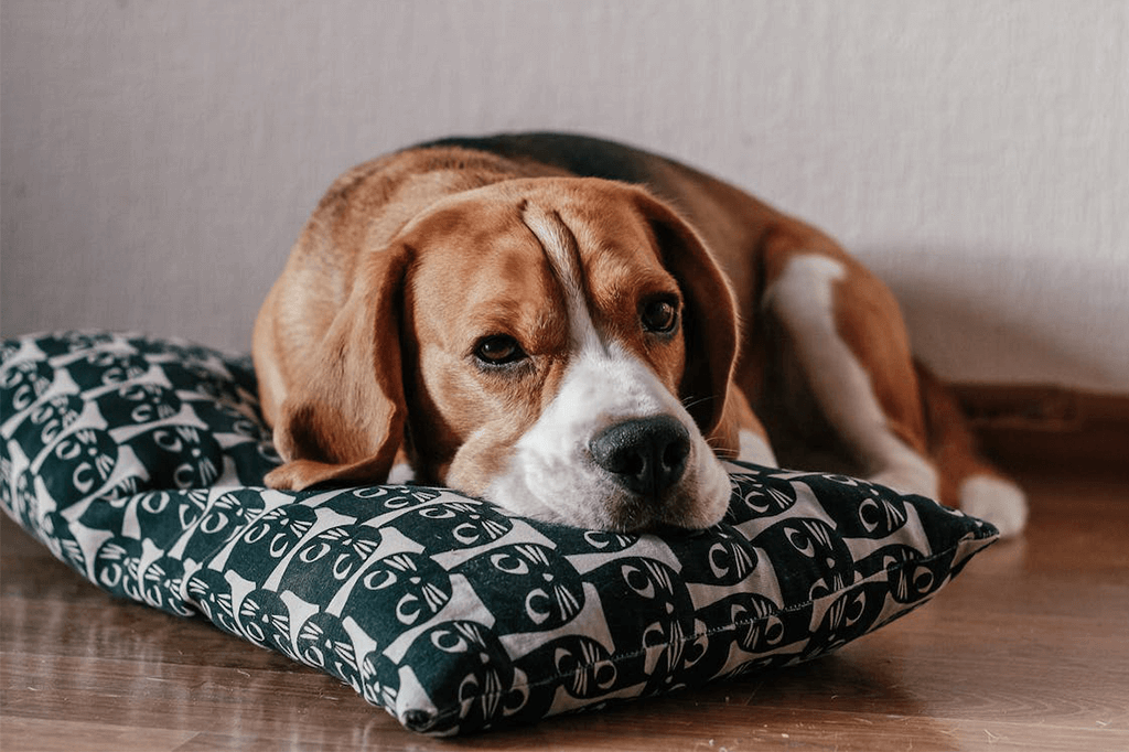 Is Your Dog Bored? Here’s What to Do About it
