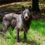 Bouvier des Ardennes