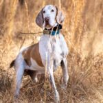 Is Your Dog a Senior Yet? Here’s How to Tell