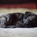 Forget Botox, Think SnoreTox – New Treatment Offers Hope for Dogs — Dogster