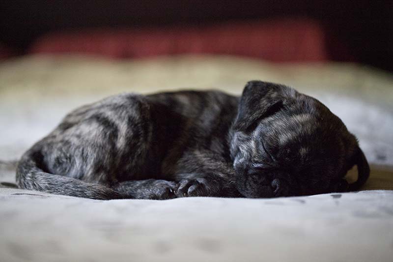 Forget Botox, Think SnoreTox – New Treatment Offers Hope for Dogs — Dogster