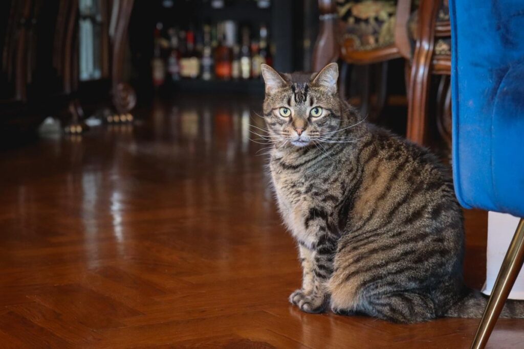 7 Ways to Keep Your Cat Safe & Comfortable on the 4th of July