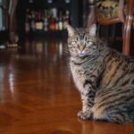 7 Ways to Keep Your Cat Safe & Comfortable on the 4th of July