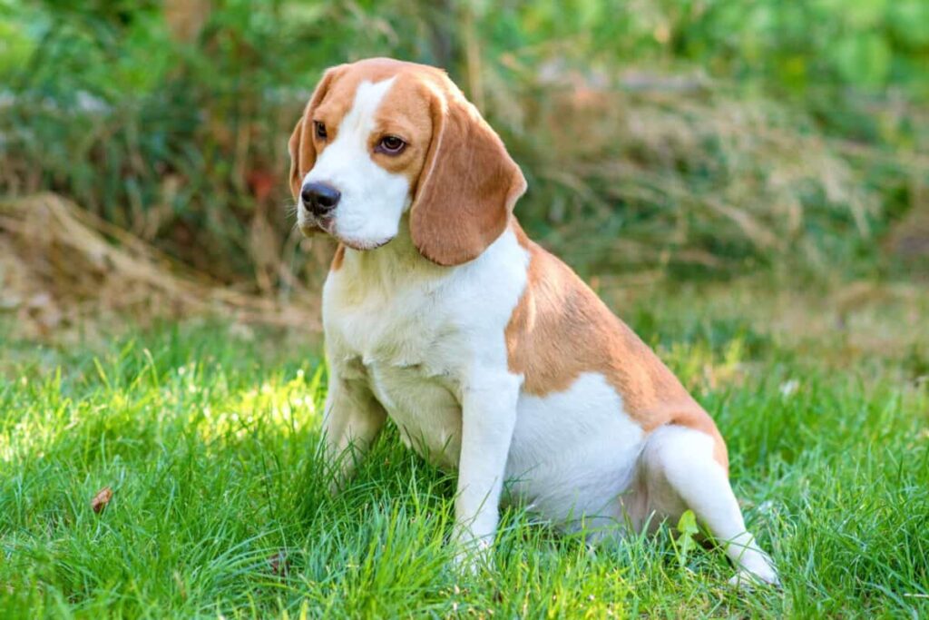 What kind of dogs are brown and white? Tips and Tricks – KeepingDog