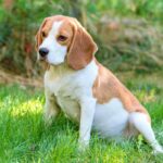 What kind of dogs are brown and white? Tips and Tricks – KeepingDog