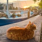 Amsterdam invests €100,000 in steps to help trapped cats climb out of the city’s canals