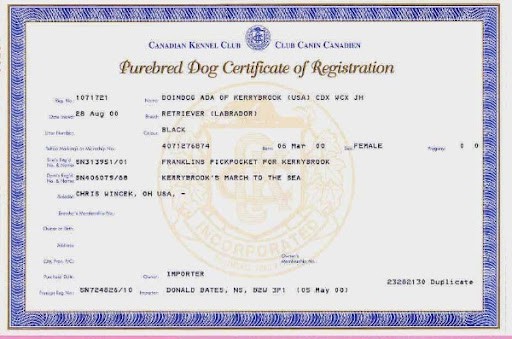How can I legally prove my dog is yours? Essential Tips – KeepingDog