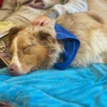 5 Core Skills Every Therapy Dog Needs