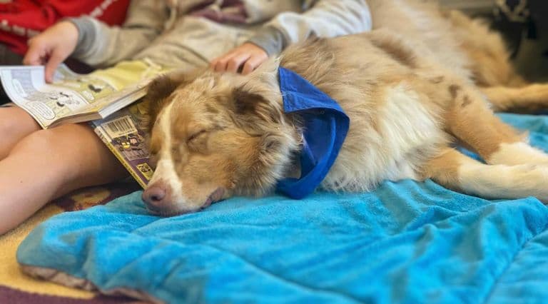 5 Core Skills Every Therapy Dog Needs