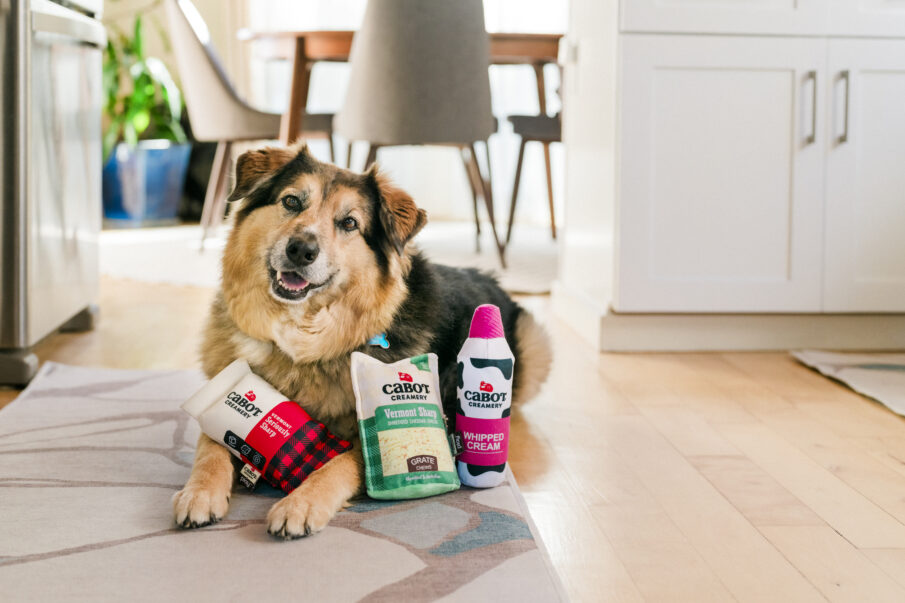 Play Pet Brands, Cabot Creamery Expand Partnership of Food Inspired Dog Toy Line