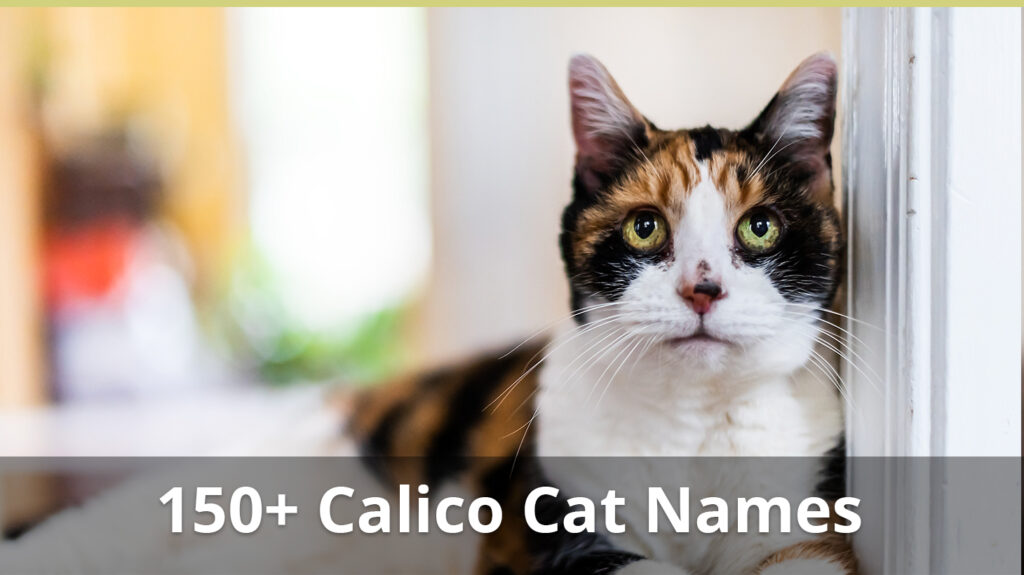 150+ Best Calico Cat Names For The Cat You Love