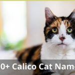 150+ Best Calico Cat Names For The Cat You Love