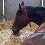 Case Report: Neonatal Intensive Care Following Dystocia in a Mare