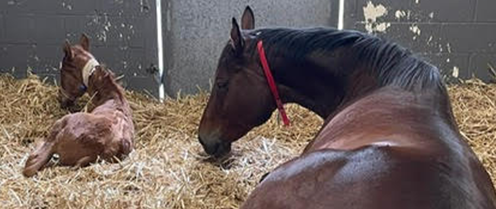Case Report: Neonatal Intensive Care Following Dystocia in a Mare