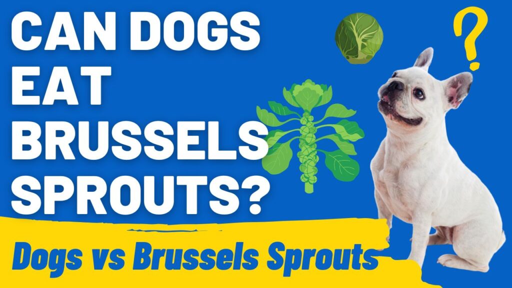 Feeding Your Dog Brussels Sprouts: Healthy or Not?