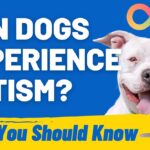 Can Dogs Have Autism? Exploring Canine Autism Realities
