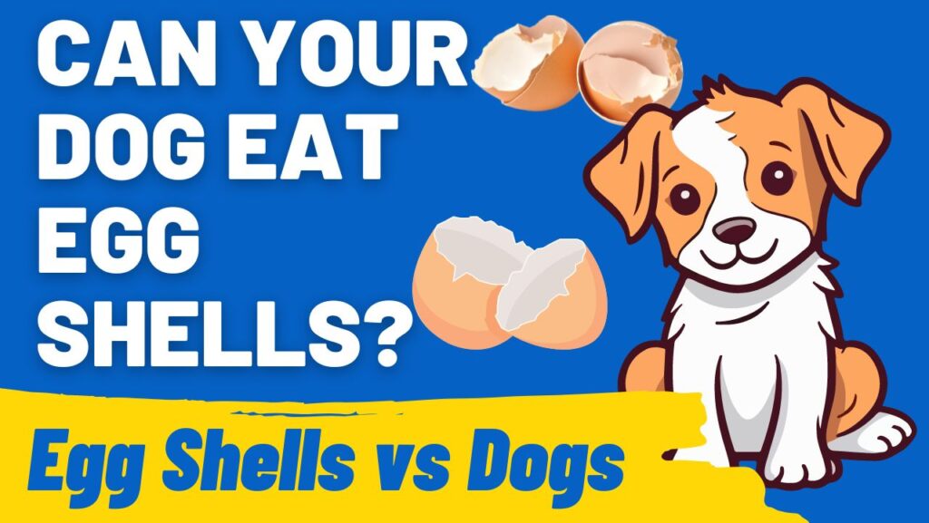 Can Dogs Eat Egg Shells? Unveiling Diet Myths and Facts