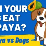 Can Dogs Eat Papaya? Discover Safe Tropical Treats
