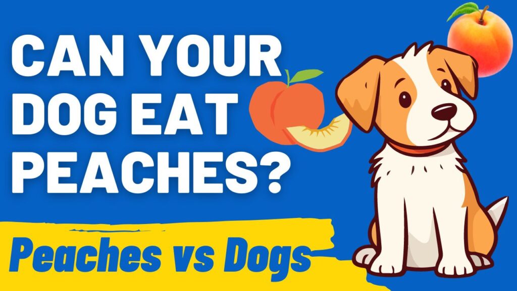 Can Dog Eat Peaches: Safe or Not?