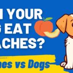 Can Dog Eat Peaches: Safe or Not?