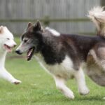 Canadian Eskimo Dog