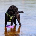 The Best 7 Cane Corso Activity Trackers For 2026