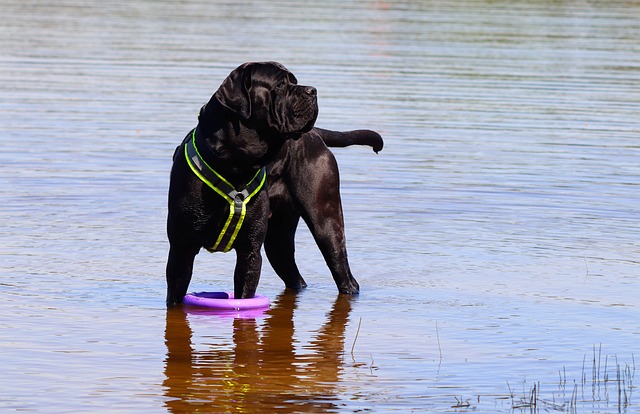 The Best 7 Cane Corso Activity Trackers For 2026