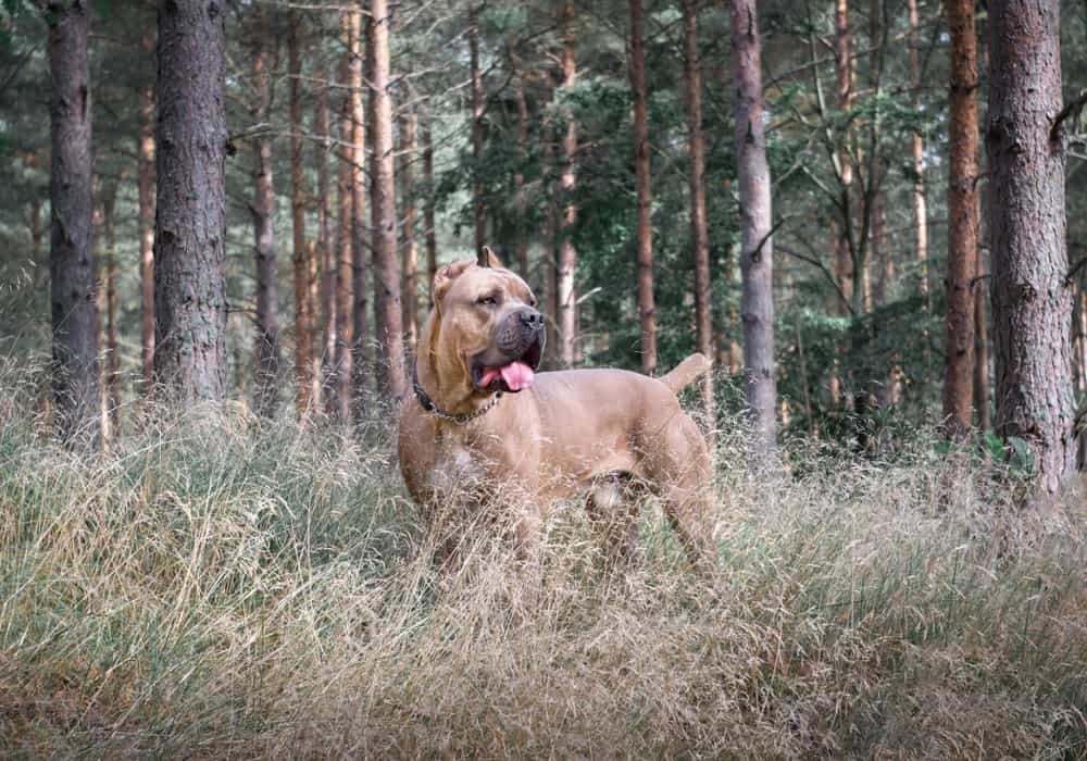 20 Dog Friendly Hiking Trails in Florida (2024 Guide)