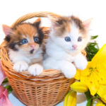 Easter Pet Dangers: Plants, Candy & More